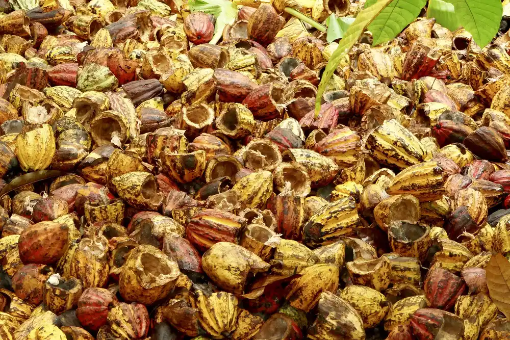 Cacao pods drying in a heap at a cacao farm in Cần Thơ