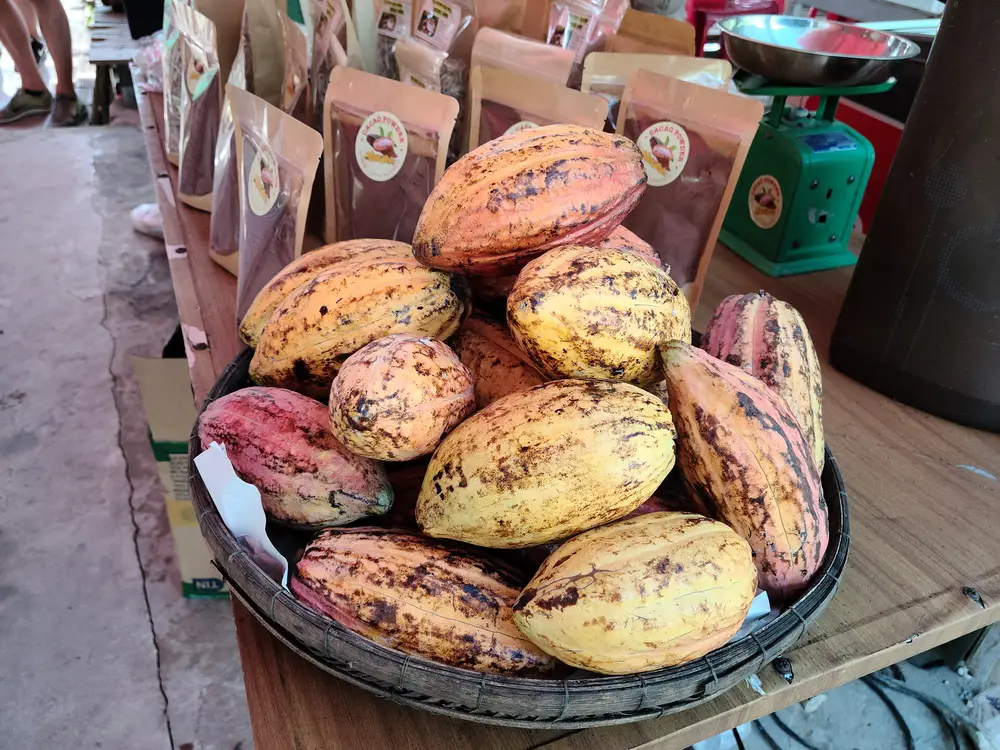 Ripe cacao pods in a basket at a stall in Bến Tre