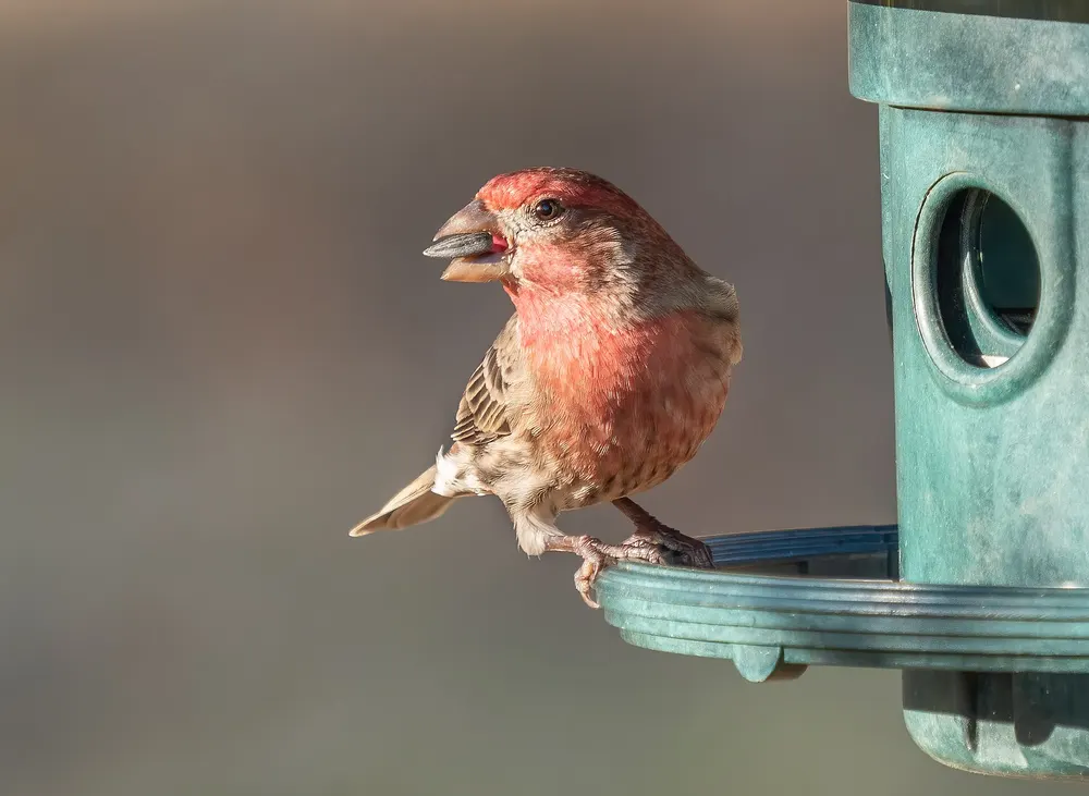 Red house finch perched at a garden bird feeder