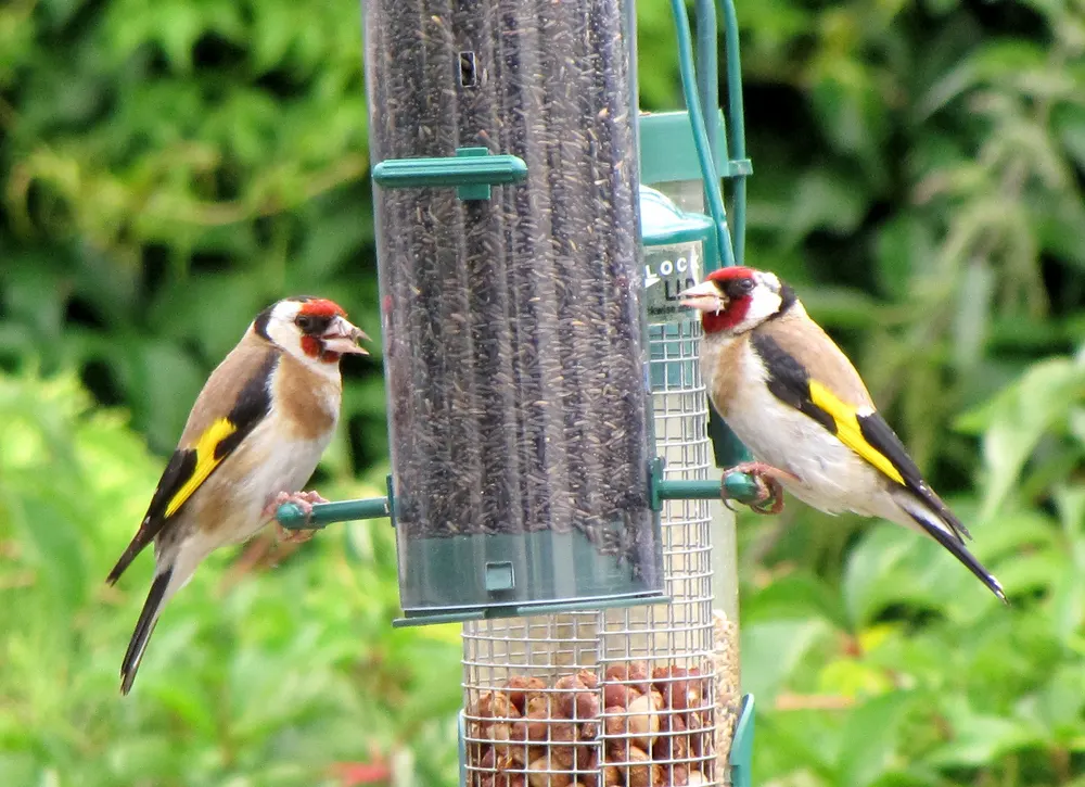 Two goldfinches eating at a hanging bird feeder
