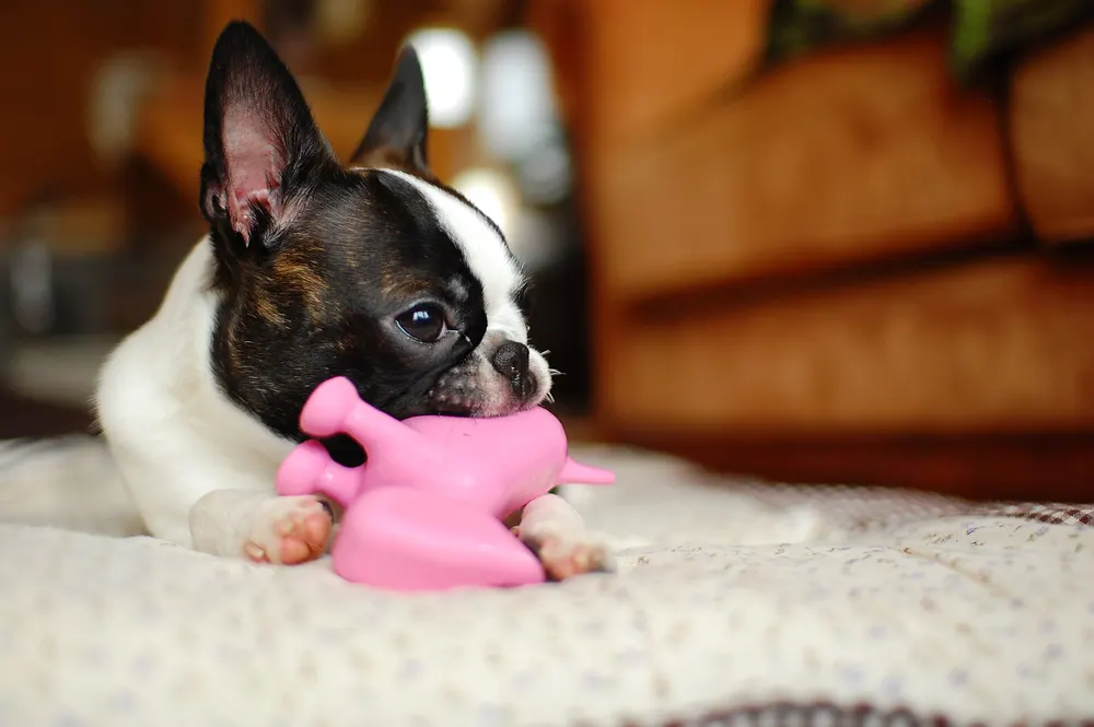 Small dog chewing a pink toy