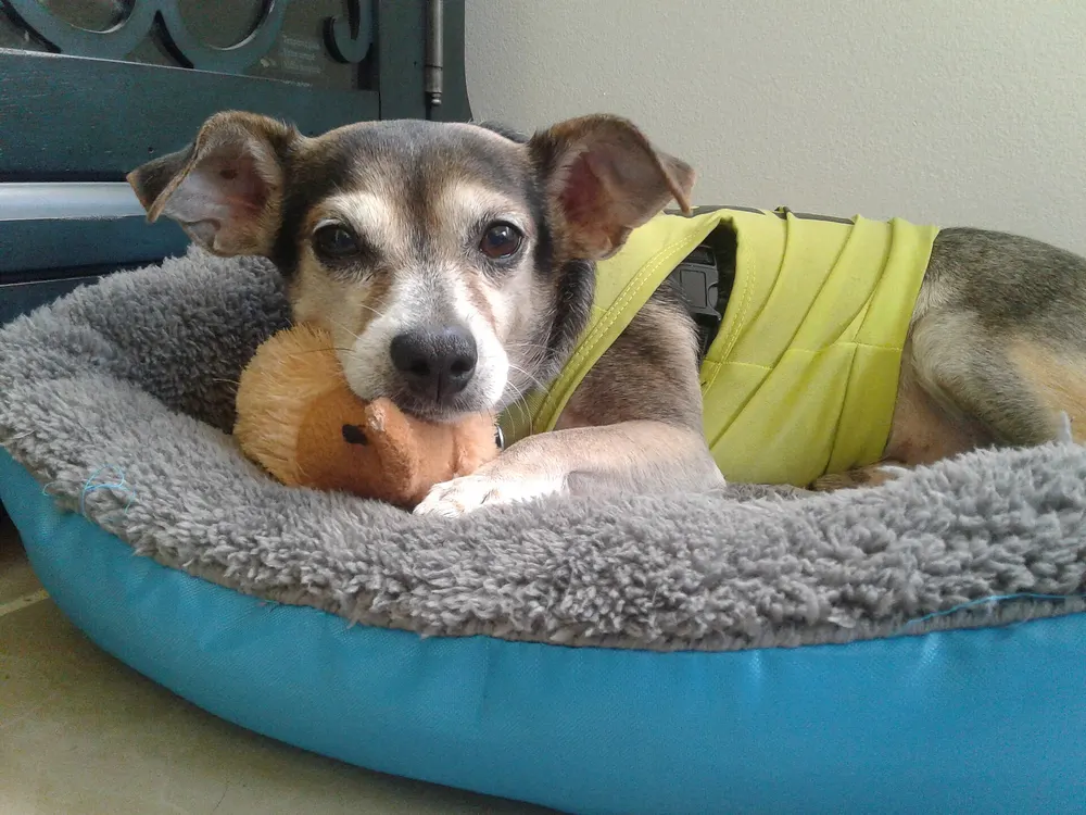 Small dog resting in a round dog bed