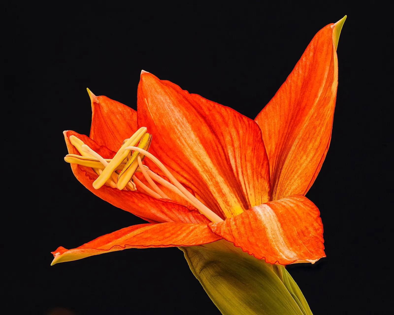 Orange amaryllis flower on a dark background