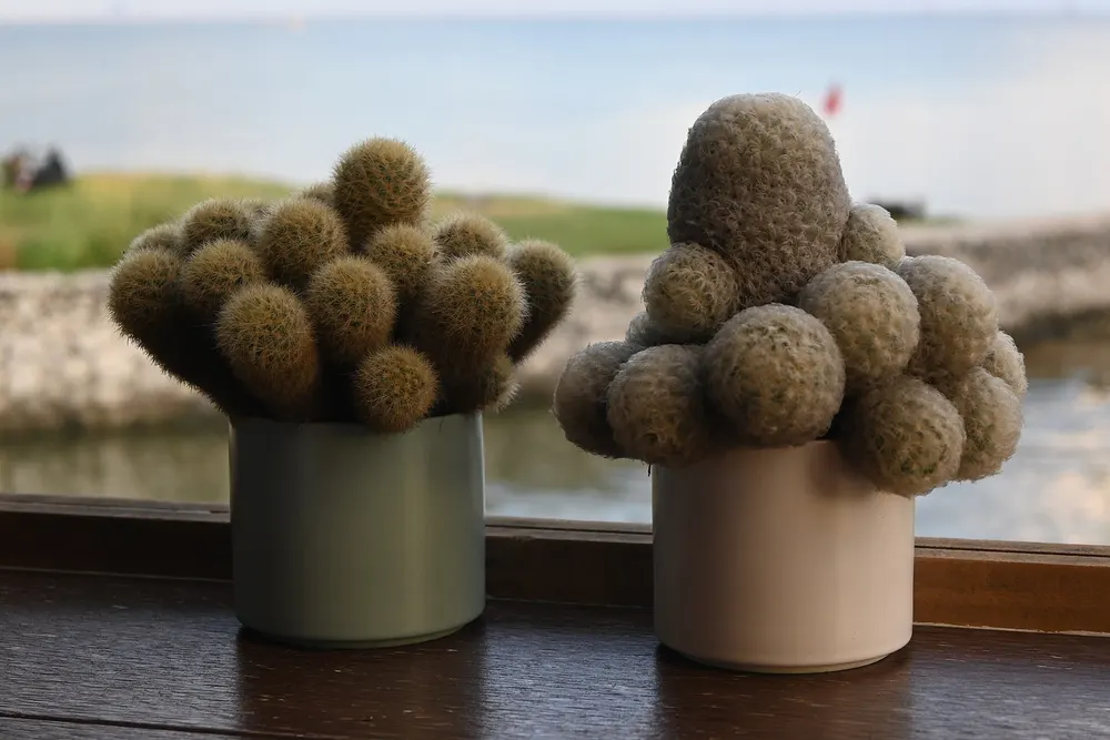Two small round cacti in pots on a windowsill