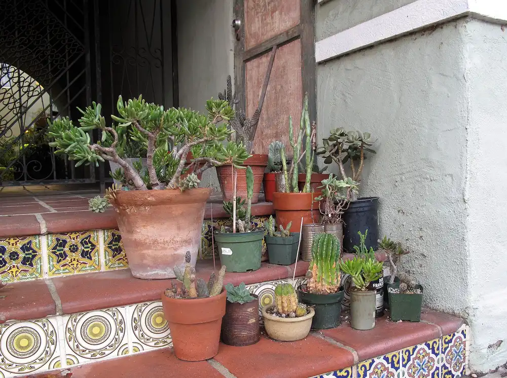 Potted succulents and plants on steps outside a building